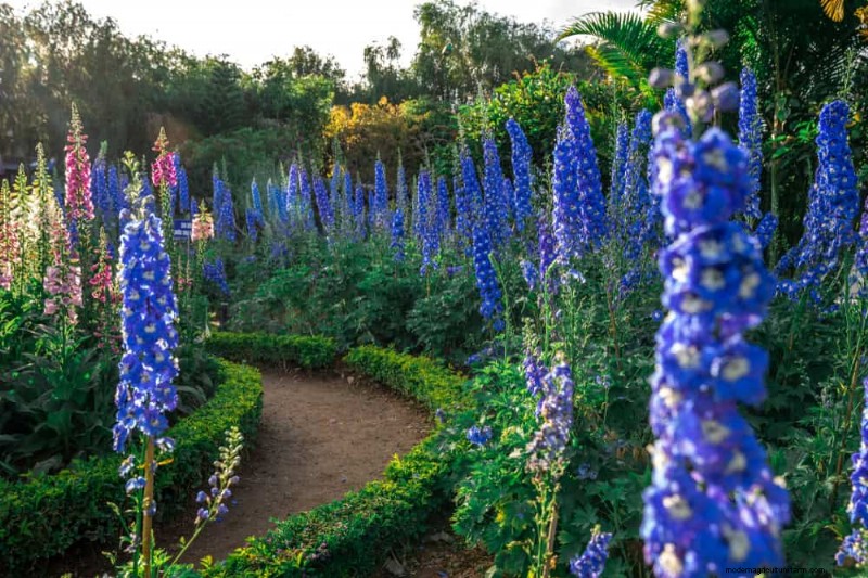 20 splendide piante perenni per un giardino vivace e che richiede poca manutenzione 
