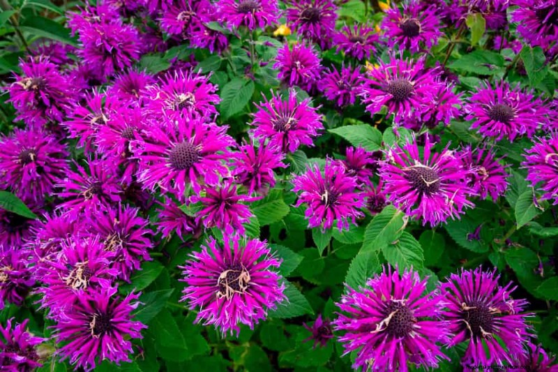 20 splendide piante perenni per un giardino vivace e che richiede poca manutenzione 