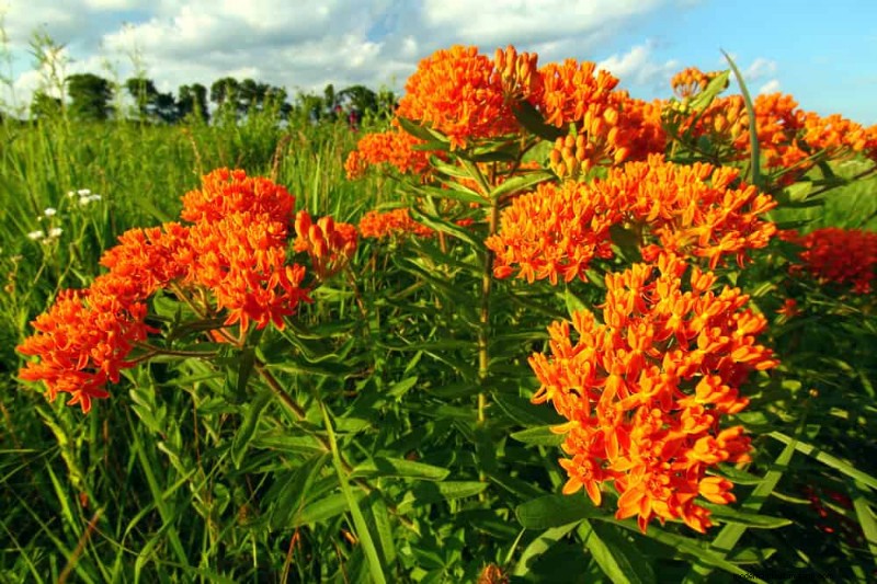 20 splendide piante perenni per un giardino vivace e che richiede poca manutenzione 