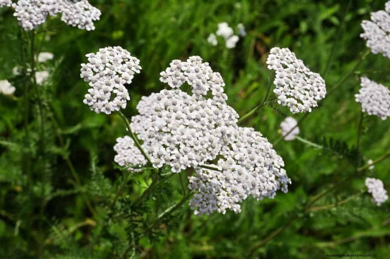 20 splendide piante perenni per un giardino vivace e che richiede poca manutenzione 