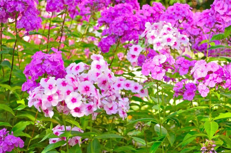 20 splendide piante perenni per un giardino vivace e che richiede poca manutenzione 