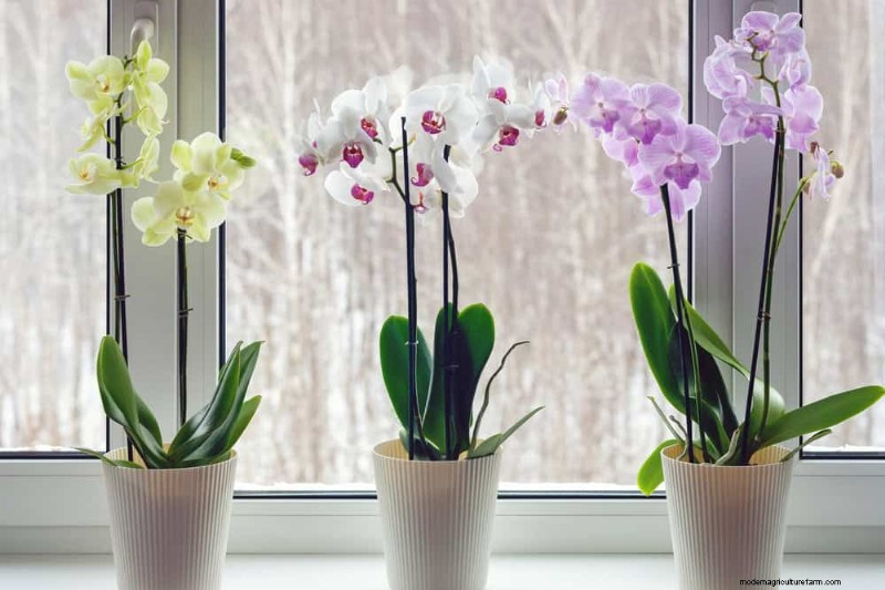 Winterorchideeënverzorging:deskundige tips voor bloeiende bloemen 