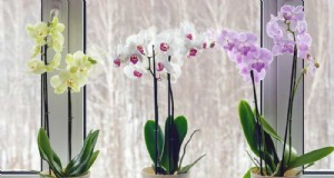 Winterorchideeënverzorging:deskundige tips voor bloeiende bloemen 