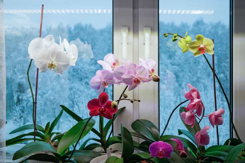 Winterorchideeënverzorging:deskundige tips voor bloeiende bloemen 