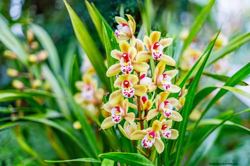 Winterorchideeënverzorging:deskundige tips voor bloeiende bloemen 