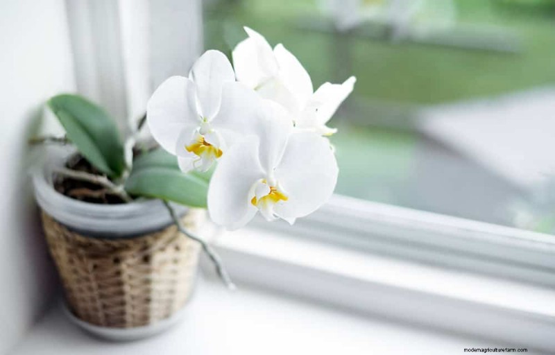 Winterorchideeënverzorging:deskundige tips voor bloeiende bloemen 