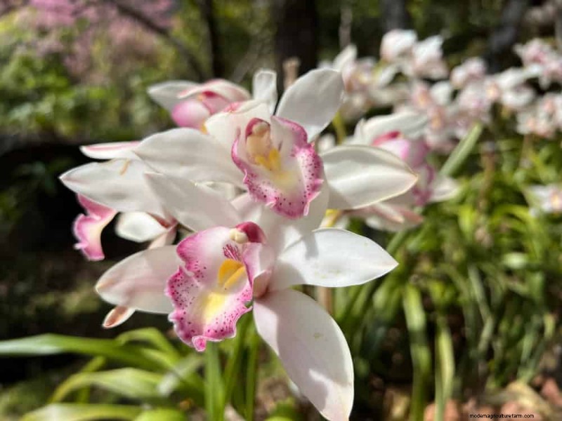 Winterorchideeënverzorging:deskundige tips voor bloeiende bloemen 