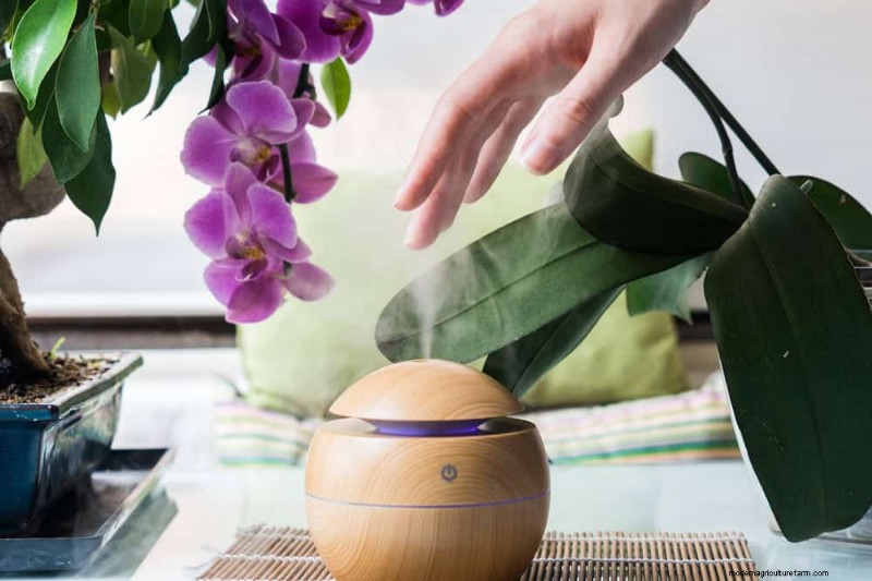 Winterorchideeënverzorging:deskundige tips voor bloeiende bloemen 
