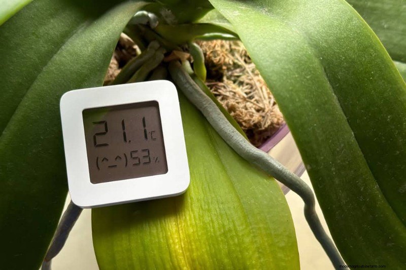 Winterorchideeënverzorging:deskundige tips voor bloeiende bloemen 