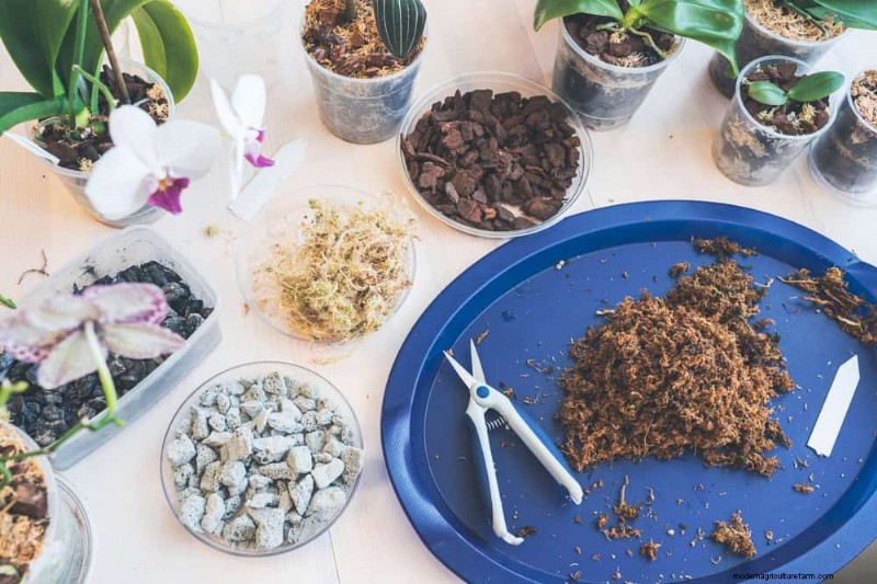 Winterorchideeënverzorging:deskundige tips voor bloeiende bloemen 