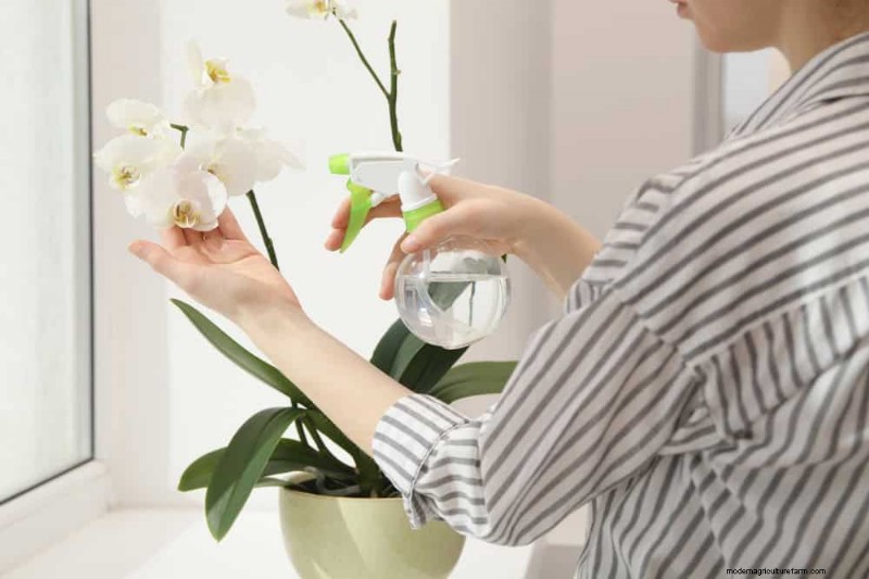 Winterorchideeënverzorging:deskundige tips voor bloeiende bloemen 