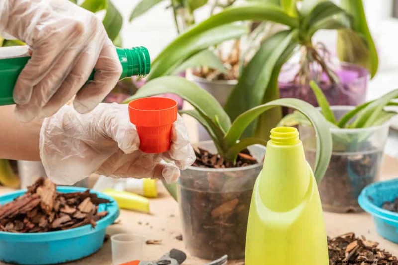 Winterorchideeënverzorging:deskundige tips voor bloeiende bloemen 