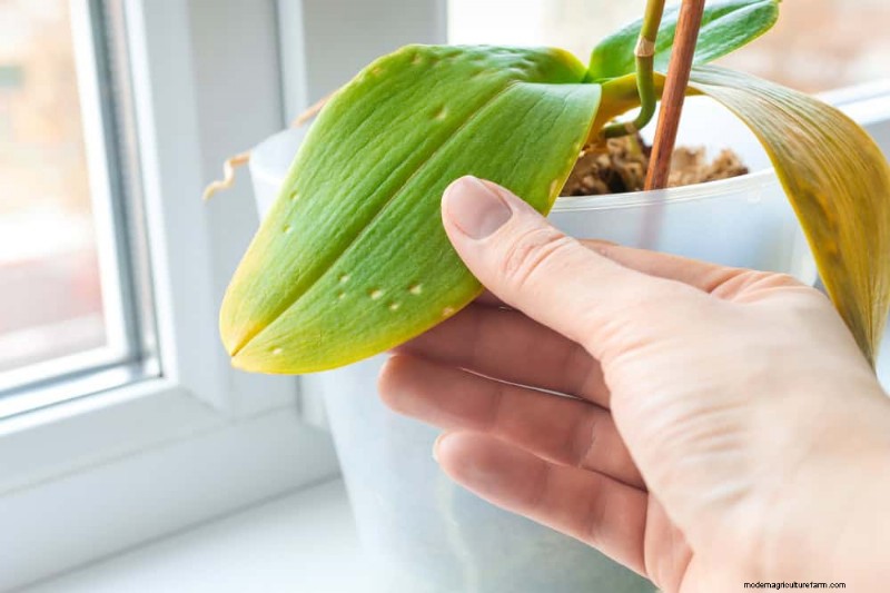 Winterorchideeënverzorging:deskundige tips voor bloeiende bloemen 