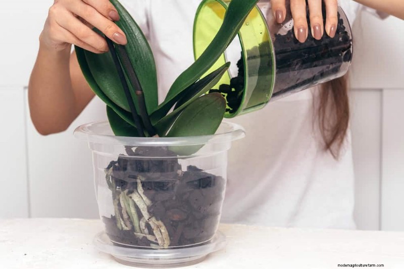 Winterorchideeënverzorging:deskundige tips voor bloeiende bloemen 