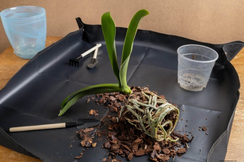 Winterorchideeënverzorging:deskundige tips voor bloeiende bloemen 