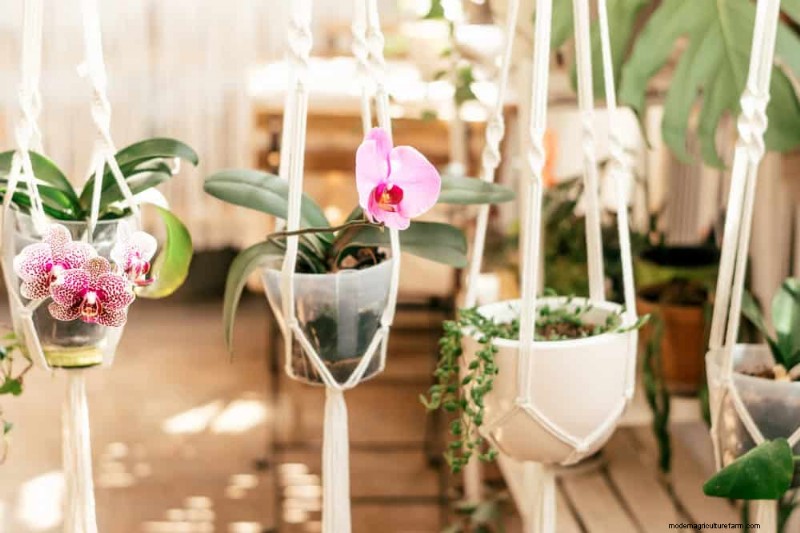 Winterorchideeënverzorging:deskundige tips voor bloeiende bloemen 