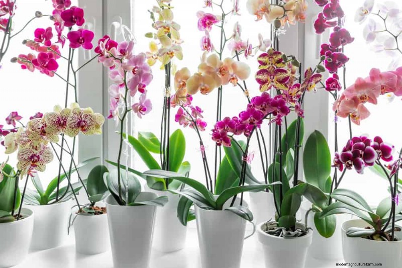 Winterorchideeënverzorging:deskundige tips voor bloeiende bloemen 