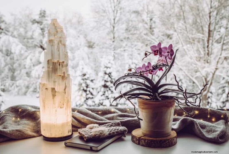 Winterorchideeënverzorging:deskundige tips voor bloeiende bloemen 