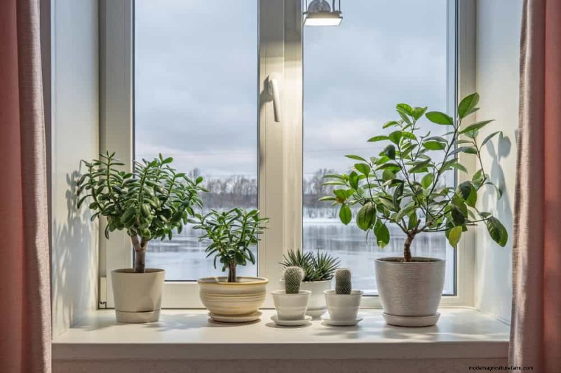 Cura delle piante d appartamento invernali:19 consigli degli esperti per una vegetazione rigogliosa 