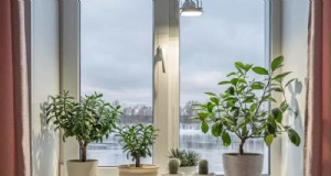 Verzorging van kamerplanten in de winter:19 tips van experts voor bloeiend groen 
