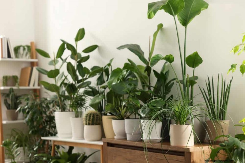 Cura delle piante d appartamento invernali:19 consigli degli esperti per una vegetazione rigogliosa 