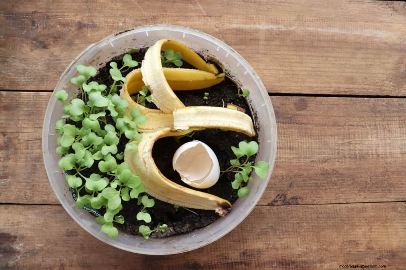 Cura delle piante d appartamento invernali:19 consigli degli esperti per una vegetazione rigogliosa 