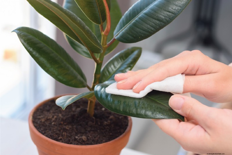 Cura delle piante d appartamento invernali:19 consigli degli esperti per una vegetazione rigogliosa 