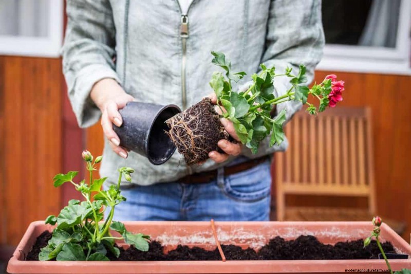 Cura delle piante d appartamento invernali:19 consigli degli esperti per una vegetazione rigogliosa 