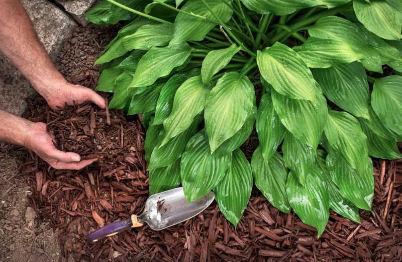 Cura delle piante d appartamento invernali:19 consigli degli esperti per una vegetazione rigogliosa 