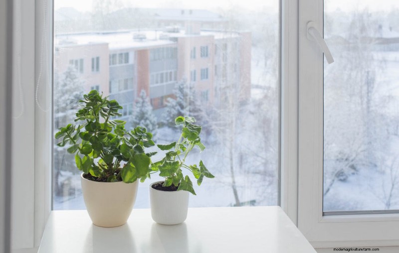 Cura delle piante d appartamento invernali:19 consigli degli esperti per una vegetazione rigogliosa 