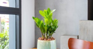 ZZ-plantenverzorging bij weinig licht:deskundige tips voor succes in de winter 