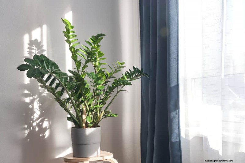 ZZ-plantenverzorging bij weinig licht:deskundige tips voor succes in de winter 