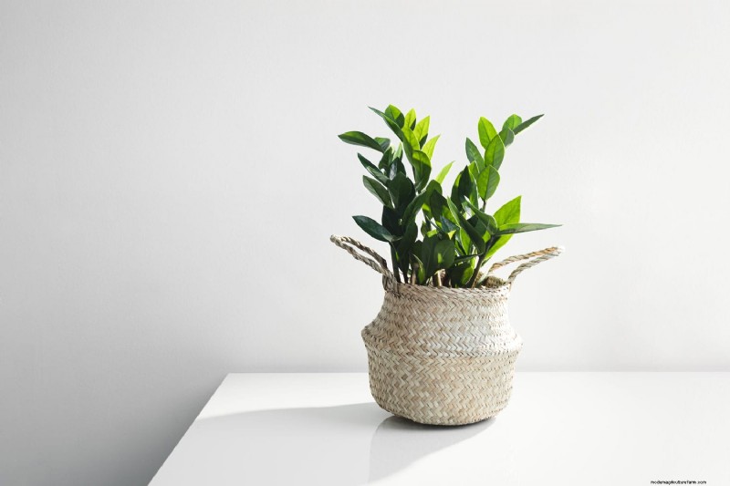 ZZ-plantenverzorging bij weinig licht:deskundige tips voor succes in de winter 