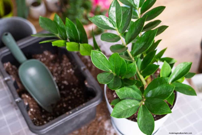 ZZ-plantenverzorging bij weinig licht:deskundige tips voor succes in de winter 