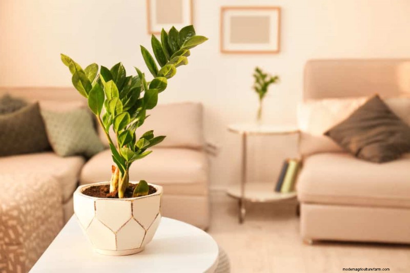 ZZ-plantenverzorging bij weinig licht:deskundige tips voor succes in de winter 