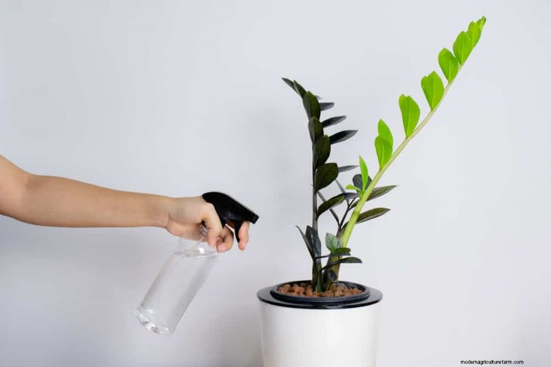 ZZ-plantenverzorging bij weinig licht:deskundige tips voor succes in de winter 
