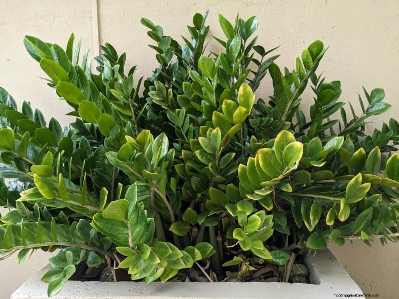 ZZ-plantenverzorging bij weinig licht:deskundige tips voor succes in de winter 