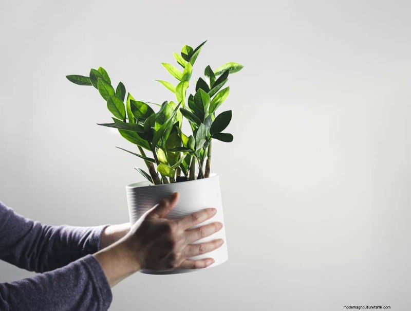ZZ-plantenverzorging bij weinig licht:deskundige tips voor succes in de winter 