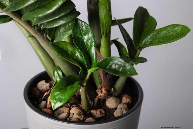 ZZ-plantenverzorging bij weinig licht:deskundige tips voor succes in de winter 