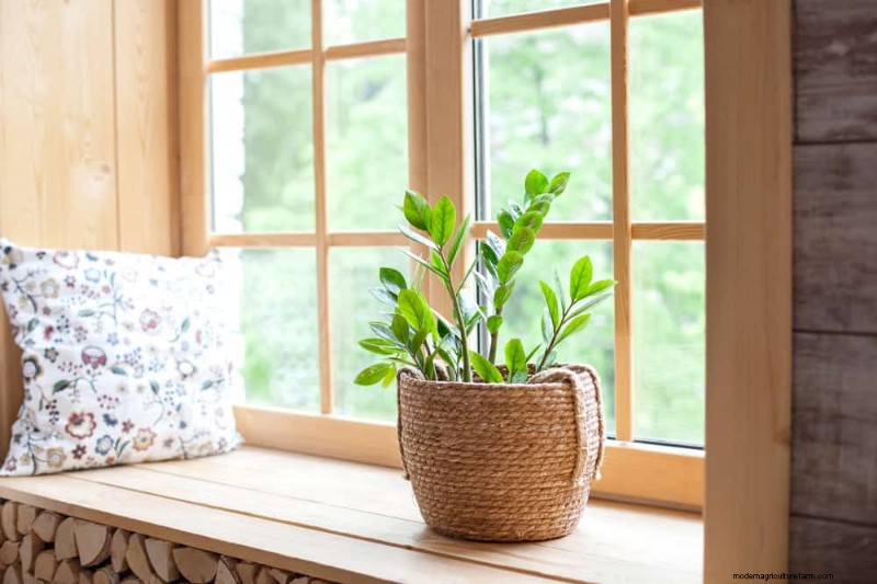 ZZ-plantenverzorging bij weinig licht:deskundige tips voor succes in de winter 