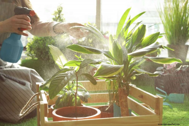 健康な植物:11 の効果的な葉の掃除方法 