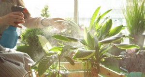 Gezonde planten:11 effectieve bladreinigingsmethoden 