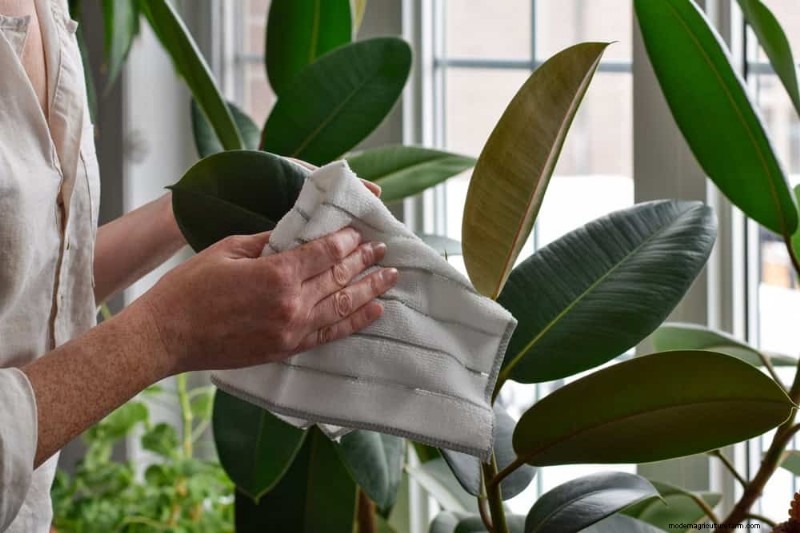 健康な植物:11 の効果的な葉の掃除方法 