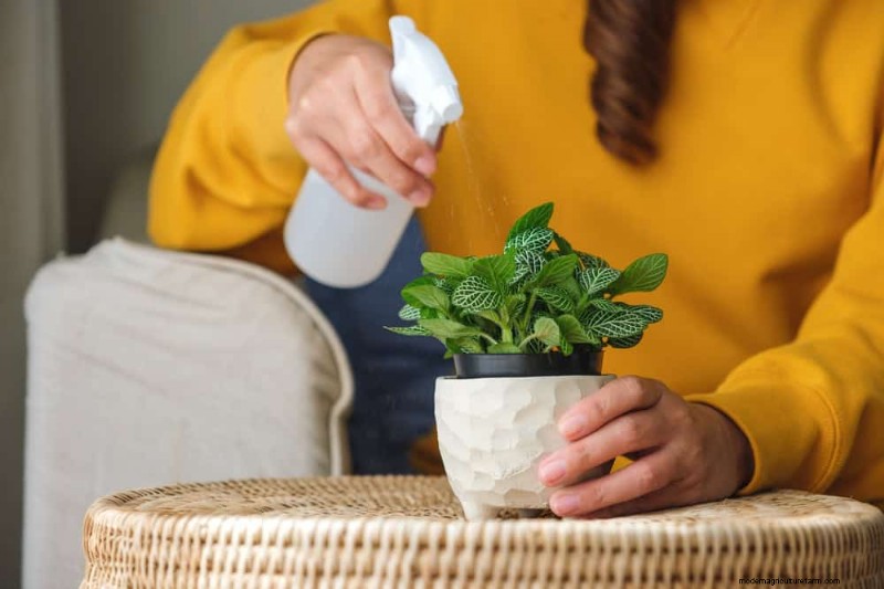 健康な植物:11 の効果的な葉の掃除方法 