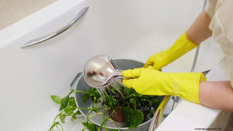健康な植物:11 の効果的な葉の掃除方法 