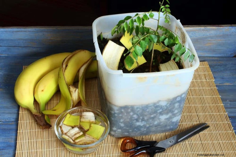 健康な植物:11 の効果的な葉の掃除方法 