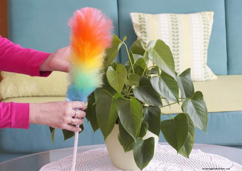 健康な植物:11 の効果的な葉の掃除方法 