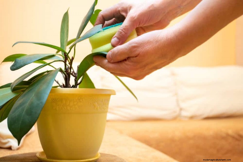 健康な植物:11 の効果的な葉の掃除方法 