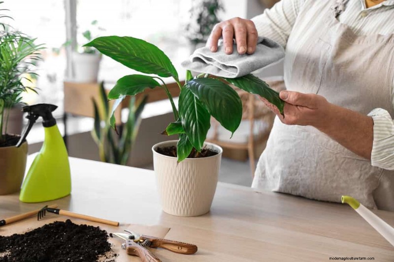 健康な植物:11 の効果的な葉の掃除方法 