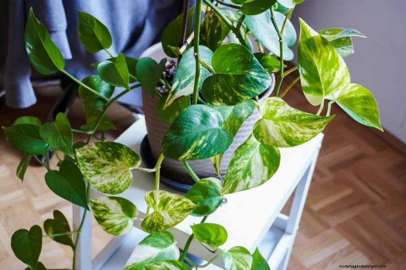 Impulsione o crescimento do Pothos:11 dicas de cuidados no inverno para videiras prósperas 